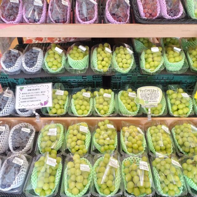 【🍇シャイン＆巨峰入荷してます🍇】⁡
⁡⁡
⁡おはようございます⁡
⁡ニコニコマルシェの橋本です⁡
⁡⁡
⁡入口すぐの野菜売り場では、旬の#シャインマスカット ＆ #巨峰 がずらりとならんでます🙌⁡
⁡⁡
⁡ひと粒がとっても大きくハリがあって、絶対に美味しいだろうなというビジュアルです💯💯⁡
⁡⁡⁡
是非旬の味覚をお楽しみください😊⁡
⁡⁡
⁡#道の駅日光⁡ #ニコニコ本陣 #道の駅 #栃木 #栃木旅行 #日光 #日光旅行 #鬼怒川温泉 #今市 #NIKKO #葡萄 #農産物直売所
⁡
