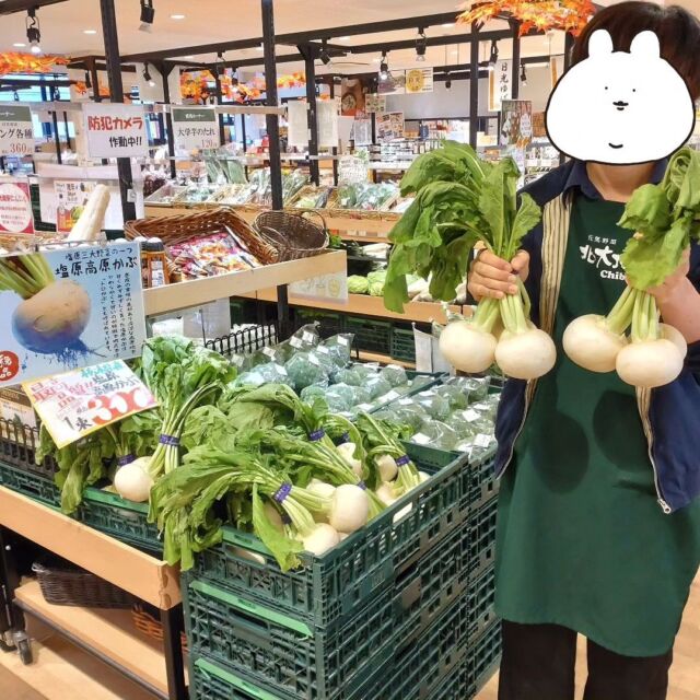 【🍁塩原高原かぶetc 入荷してます🍁】

おはようございます
ニコニコマルシェの橋本です

本日も農産物直売コーナーには旬のお野菜が沢山入荷しております🧅

スタッフイチオシは 那須塩原の #高原かぶ です
昼夜の寒暖差が激しい高原地帯で育てることで、柔らかく甘いかぶになるんだそうです😊

そのほかにも地元農家さんの #新米 や秋のフルーツも充実したラインナップです👨‍🌾🍂

ぜひお立ち寄りくださいませ

#道の駅日光 #ニコニコ本陣 #道の駅 #栃木 #栃木旅行 #日光  #今市