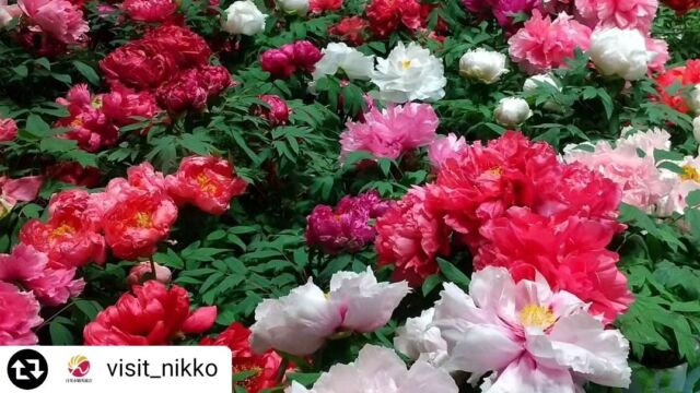 リポスト@visit_nikko ⁡
⁡
Winter Peony Exhibition 「冬咲きの牡丹屋内展示会」
 
Peonies blooming in the midst of winter.
Discover your favorite amidst a colorful flower garden.
――――――――――――――
Duration : February 23-29, 2024
Time : 9:30 AM - 5:00 PM (Last admission at 4:30 PM)
Location : Michi-no-Eki Nikko, Nikko Kaido NikoNiko Honjin NikoNiko Hall
Access : Approximately 5 minutes on foot from JR Nikko Line "Imaichi Station" and Tobu Nikko Line "Shimo-Imaichi Station"
――――――――――――――
 
冬咲きの牡丹屋内展示会　開催！
 
真冬に咲く、牡丹たち。
色とりどりの花園の中で、お気に入りを見つけてみて。
……………………………………
期間 : 2024年2月23日～29日
時間 : 9時30分～17時（最終入場 16時30分）
場所 : 道の駅日光 日光街道ニコニコ本陣　ニコニコホール
アクセス : JR日光線「今市駅」・東武日光線「下今市駅」から徒歩約5分
……………………………………
#visit_nikko
#nikko
#imaichi
#peony
#peonies
#flowergarden
#japanesegarden
#indoorgarden
#event
#winter
#flowerstagram
#beautiful
#nature
#photogenic
#photooftheday
#visitjapanjp
#旅遊
#日本景點
#日光
#今市
#牡丹
#花
#庭
#花園
#日本庭園
#花好きな人と繋がりたい
#写真好きな人と繋がりたい
#ファインダー越しの私の世界
#はなまっぷ
#道の駅日光
