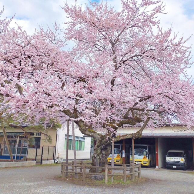 皆さんこんにちは⁡
⁡ニコニコマルシェの橋本です
⁡⁡
今日は天気が良いので付近を散策をしていたら、如来寺さんの桜の木が満開になっていました🌸⁡
⁡⁡
近くの桜の木もあと数日で見頃を迎えそうですよ!⁡
⁡⁡
⁡4月7日までは鬼怒川温泉でも夜桜ライトアップのイベントが開催されています🌙⁡
⁡⁡
昼間に日光エリアでお花見をして、夜は鬼怒川のライトアップを見るのがおすすめコースです❀⁡
⁡⁡
みなさま是非春の日光＆鬼怒川に遊びにいらしてください🧚‍♀️⁡
⁡⁡⁡
⁡#道の駅日光 #ニコニコ本陣 #道の駅 #栃木 #栃木旅行 #日光 #今市 #鬼怒川温泉 #国内旅行 #visitnikko #discovernikko ⁡
⁡#roadsidestation ⁡
⁡