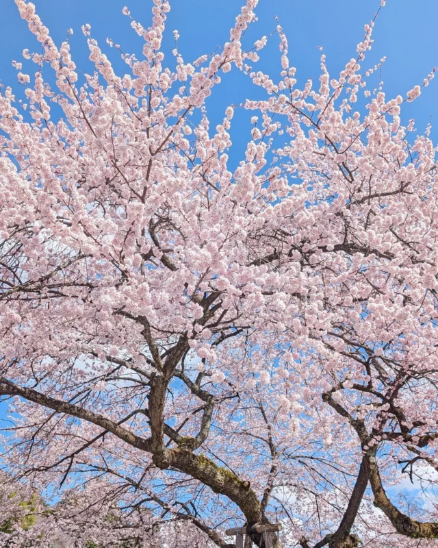 【🌸桜が見頃です🌸】

皆さんこんにちは
ニコニコマルシェの橋本です

本日は久しぶりの晴天でぽかぽかした春らしい1日です☺️

ニコニコ本陣の裏通りを歩いていたら #如来寺(@nyoraiji_eiko )さんの敷地内にある桜が満開でした✨

明日は『花まつり』のイベントも開催されるようです。
キッチンカーの出店などもあるみたいなので是非みなさんもお散歩してみてくださいね🧚‍♀️

#道の駅日光 #ニコニコ本陣 #道の駅 #栃木 #日光 #日光旅行 #鬼怒川温泉 #NIKKO #TOCHIGI #桜前線