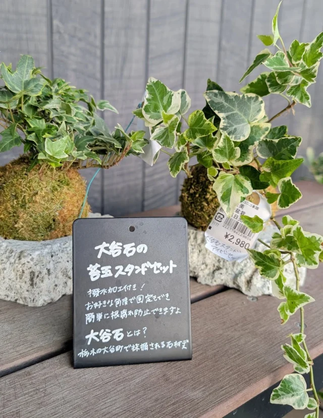 【苔玉🌱‬‪大谷石スタンドセット】

おはようございます
ニコニコマルシェの橋本です

屋外の植物コーナーでは、苔玉と大谷石のスタンドがセットになった商品を販売しています⸜‪🌱‬⸝

大谷石とは栃木県大谷町で採掘されている伝統的な石材です⚒️
消臭効果や調湿効果もあるほか、マイナスイオンも発生させるなどの癒し効果も認められているそうです👏

植物との調和性も抜群で、インテリアとしてもお洒落な仕上がりになっています😊

植物の種類や石の形がひとつひとつ違うので、お好きなものを見つけてみてくださいね👍

詳しくは▶@hanafujien 

#道の駅日光 #ニコニコ本陣 #苔玉 #植物のある暮らし
#観葉植物 #栃木旅行  #日光旅行 #鬼怒川温泉  #TOCHIGI #NIKKO