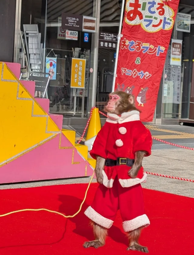 【 🎡おさるしょー開催中です🐒 】⁡
⁡⁡
道の駅日光ニコニコ広場では⁡
⁡今日と明日の2日間で『日光おさるランド』のパフォーマンスショーを開催します!⁡
⁡⁡
⁡今日遊びに来てくれているのは『ゆきなお姉さん』とおさるの『風子ちゃん』です🐵⁡
⁡⁡
⁡朝10:00~夕方まで、休憩を挟みながらショーをしていきます🎪⁡⁡
⁡⁡
⁡クリスマスが近いのでサンタとトナカイの衣装を着ていてとても可愛いです🎅🏻´-⁡
⁡⁡
どなたさまも無料でご覧いただけます⁡ので
⁡ぜひ遊びにいらしてください✨⁡⁡
⁡⁡
⁡#道の駅日光 #ニコニコ本陣 #道の駅 #日光おさるランド
#栃木旅行 #日光旅行 #鬼怒川温泉 #NIKKO ⁡⁡
⁡
⁡