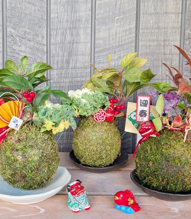 【🎍迎春コケ玉入荷してます🎍 】⁡
⁡⁡
⁡おはようございます⁡
⁡ニコニコマルシェの橋本です⁡
⁡⁡
⁡ただいま屋外の植物コーナーでは⁡
⁡農家さん手作りの『迎春コケ玉』が入荷してます🙌⁡
⁡⁡
南天など⁡、縁起の良い植物で作ったコケ玉を獅子舞や来年の干支の午🐴などで飾り付けをして華やかに仕上げています😊⁡
⁡⁡⁡
栃木の焼き物である『益子焼』の受け皿もセットになっているのが嬉しいですね♩⁡
⁡⁡
✔詳しくはこちらをチェックしてください >>> @hanafujien⁡
⁡⁡
⁡#道の駅日光 #ニコニコ本陣 #道の駅 #苔玉 #植物のある暮らし #栃木旅行 #日光旅行 #鬼怒川温泉