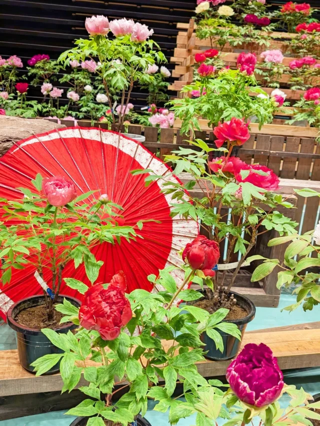 【 牡丹 室内庭園開催中 】⁡
⁡⁡
⁡おはようございます⁡
道の駅日光の橋本です⁡
⁡⁡⁡
⁡ニコニコホールでは現在『 室内牡丹庭園 』が公開されています💁⁡
⁡⁡⁡
⁡本日14:00～はハープのコンサートも開催されますよ🎵⁡
⁡入園はどなた様も無料です😊⁡
⁡⁡
⁡2/24(火)までの開催となりますのでぜひお立ち寄りくださいませ✨⁡
⁡⁡
⁡⁡
⁡#道の駅日光 #ニコニコ本陣 #道の駅 #栃木旅行 #日光旅行 #栃木イベント #NIKKO #TOCHIGI
⁡
⁡
⁡